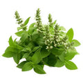 Tulsi