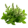 Tulsi