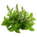 Tulsi